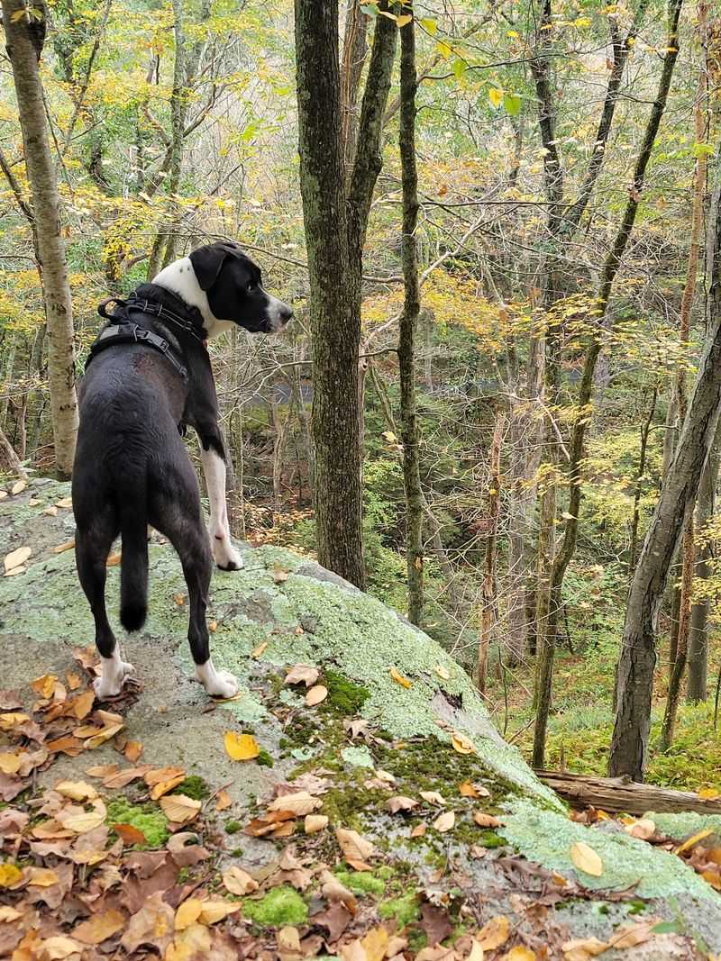 Forest Trails Begin Close To The Campsites