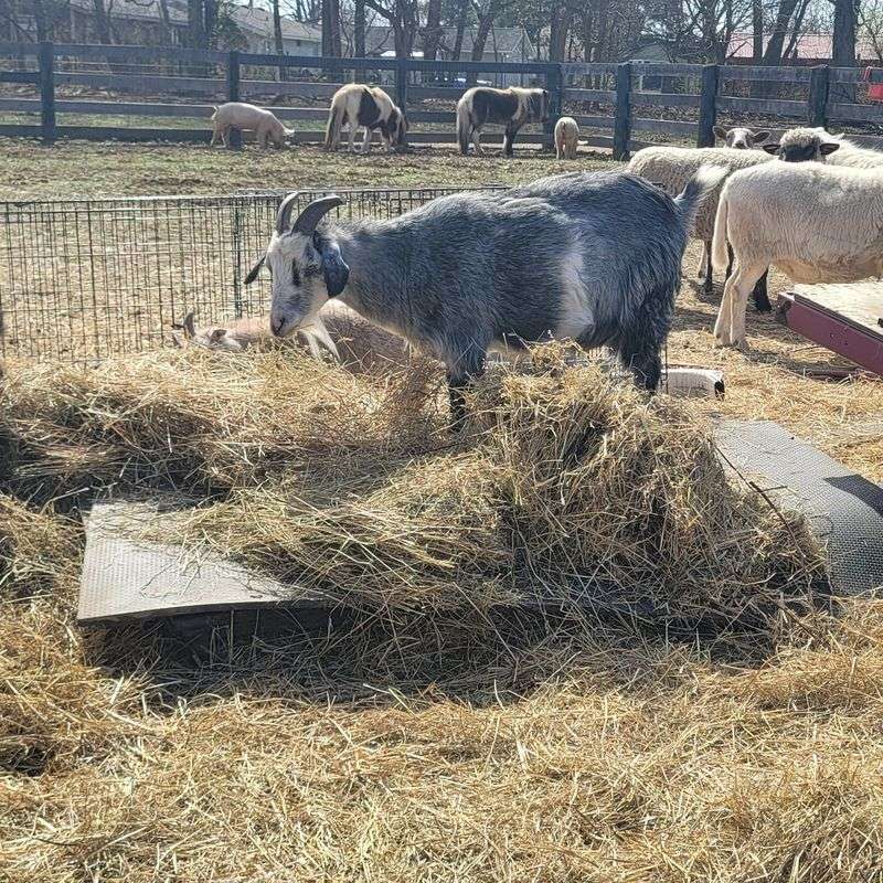 Abbott The Ram Who Started The Farm Animal Chapter
