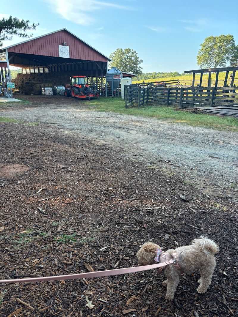 This Middle-Of-Nowhere Georgia Farm Store Sells Fresh Cheese, Butter, And Grass-Fed Goods - Decor Hint Raw Butter With A Backstory