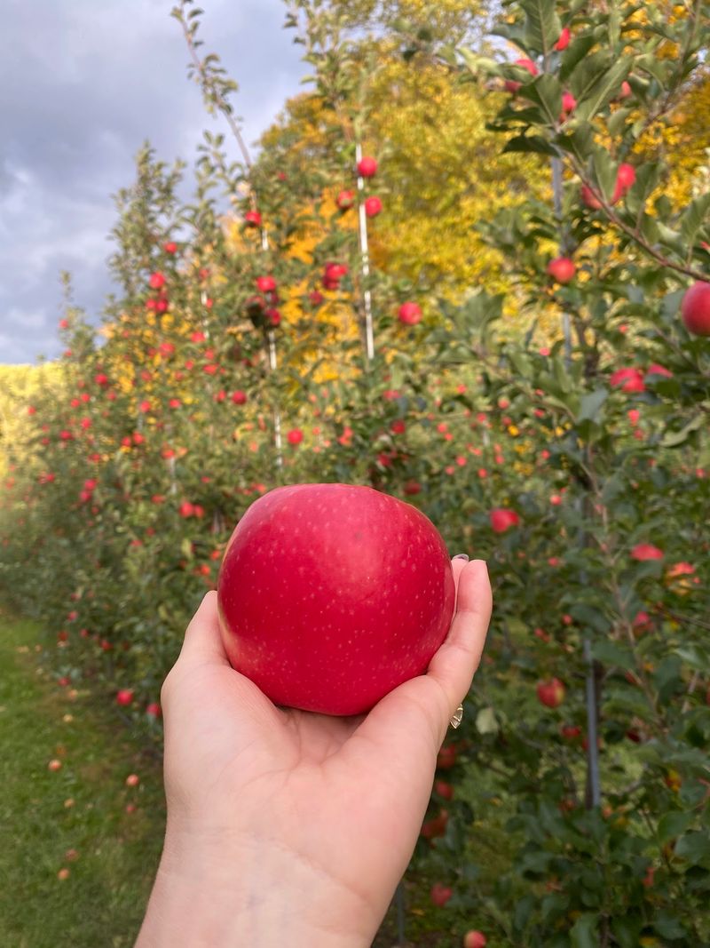 Solebury Orchards