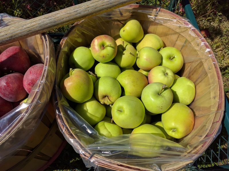 Cabalo's Orchard and Gardens, Kuna, ID