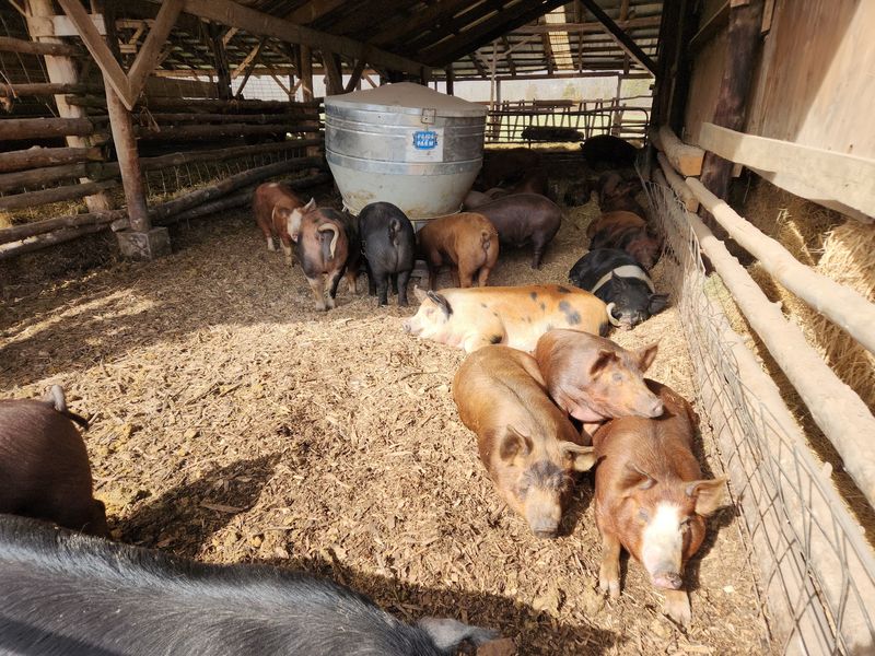 Pigs Free To Root