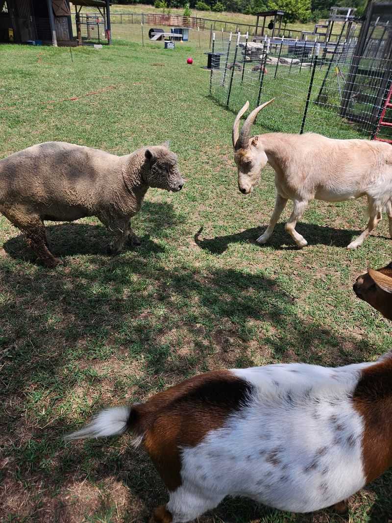 A Home Where Every Rescued Animal Finally Feels Safe
