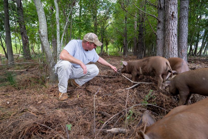 See How The Animals Spend Their Days Outdoors On The Farm