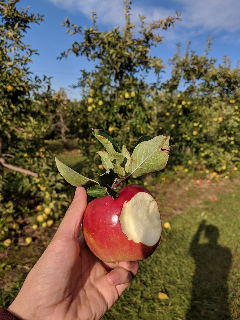 Pick-Your-Own Apples Keep Weekends Busy