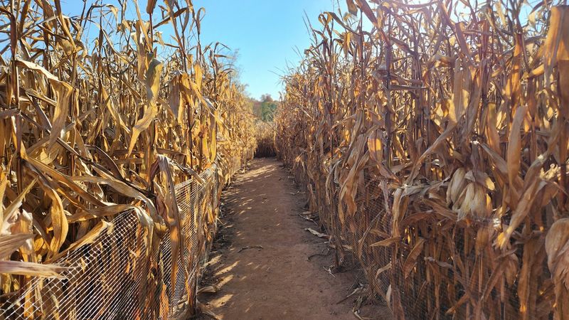 This Massive Connecticut Corn Maze Is Open For Fall And Getting Lost Is Half The Fun - Decor Hint Peak Foliage Makes The Farm Even Prettier