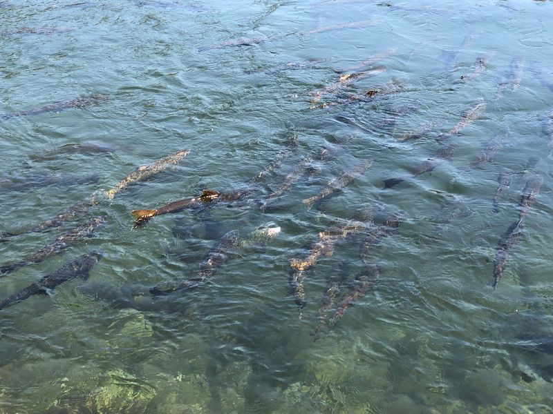 Rapid River Hatchery - Idaho Fish and Game, Riggins, ID