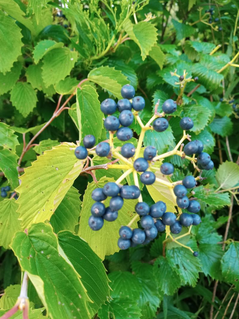 Rare Plants Hiding In Plain Sight