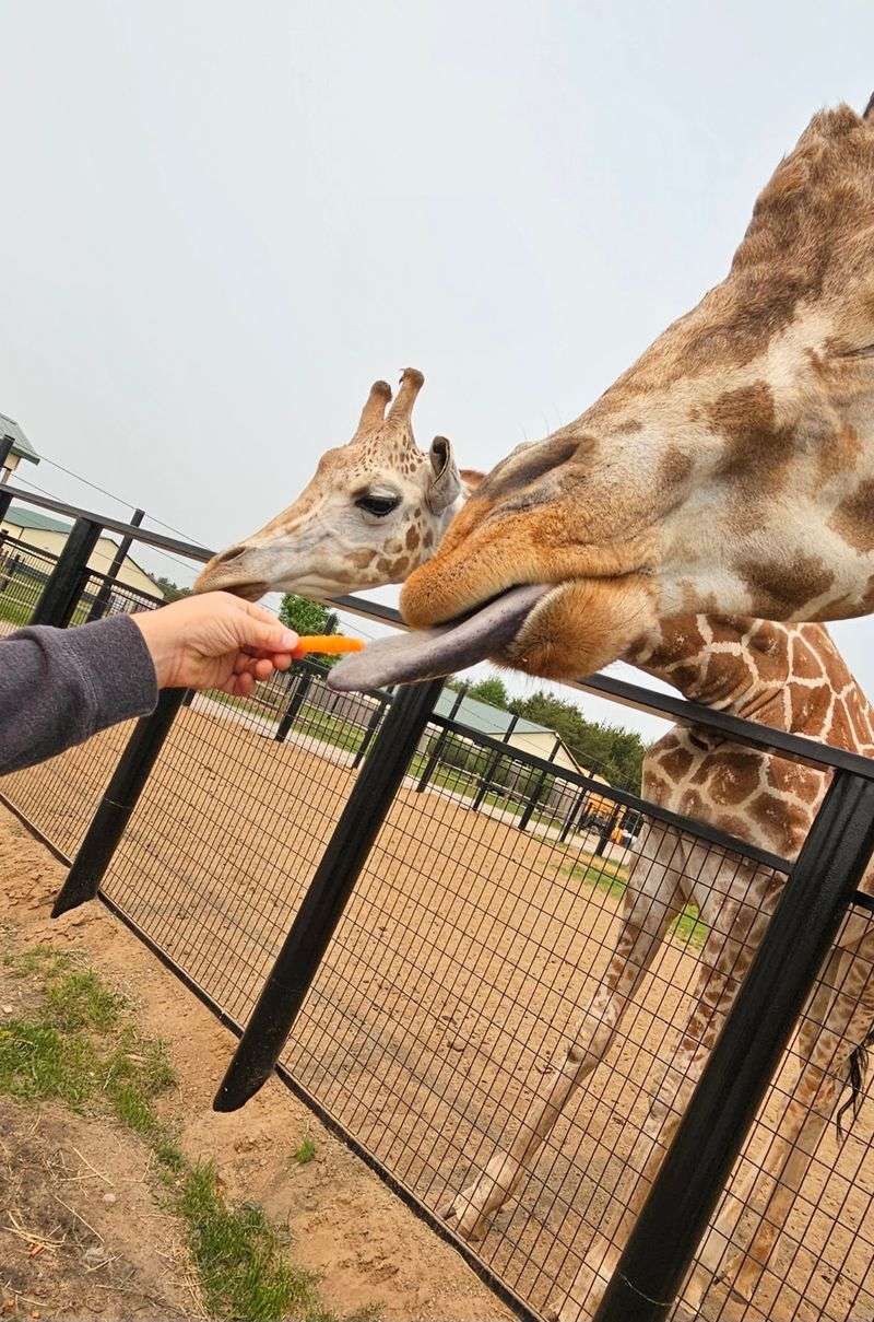 Giraffe Tongues, Camel Rides, And A Room Full Of Parakeets