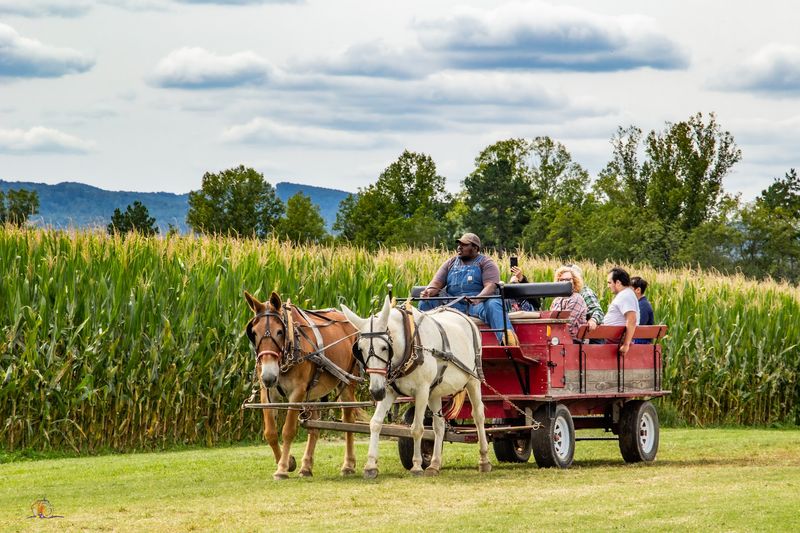 Hop On A Hayride For A Break From Navigating The Maze