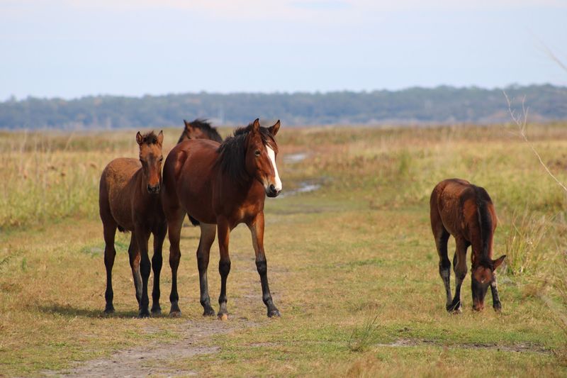 Spanish Ponies and Cracker Cattle on the Savanna