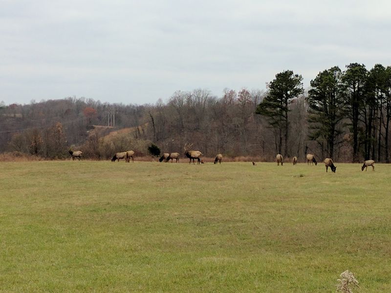Lunch Guests With Antlers