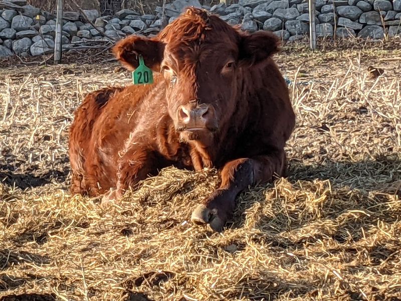 10 Connecticut Farms Where You Can Fill Your Freezer With Locally Raised Meat - Decor Hint Four Mile River Farm, Old Lyme