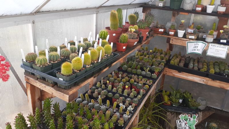 Succulent Lovers Have Plenty Of Plants To Browse
