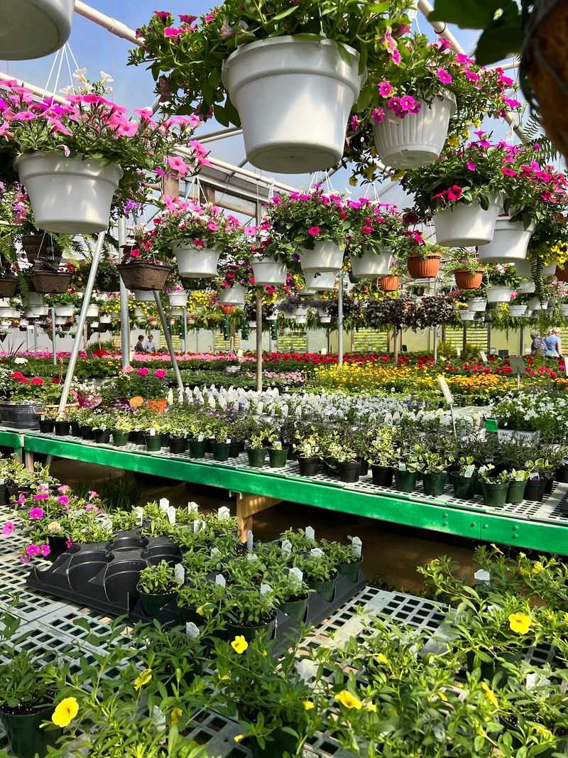 Fall Brings Rows Of Mums And Pansies In Rich Seasonal Colors
