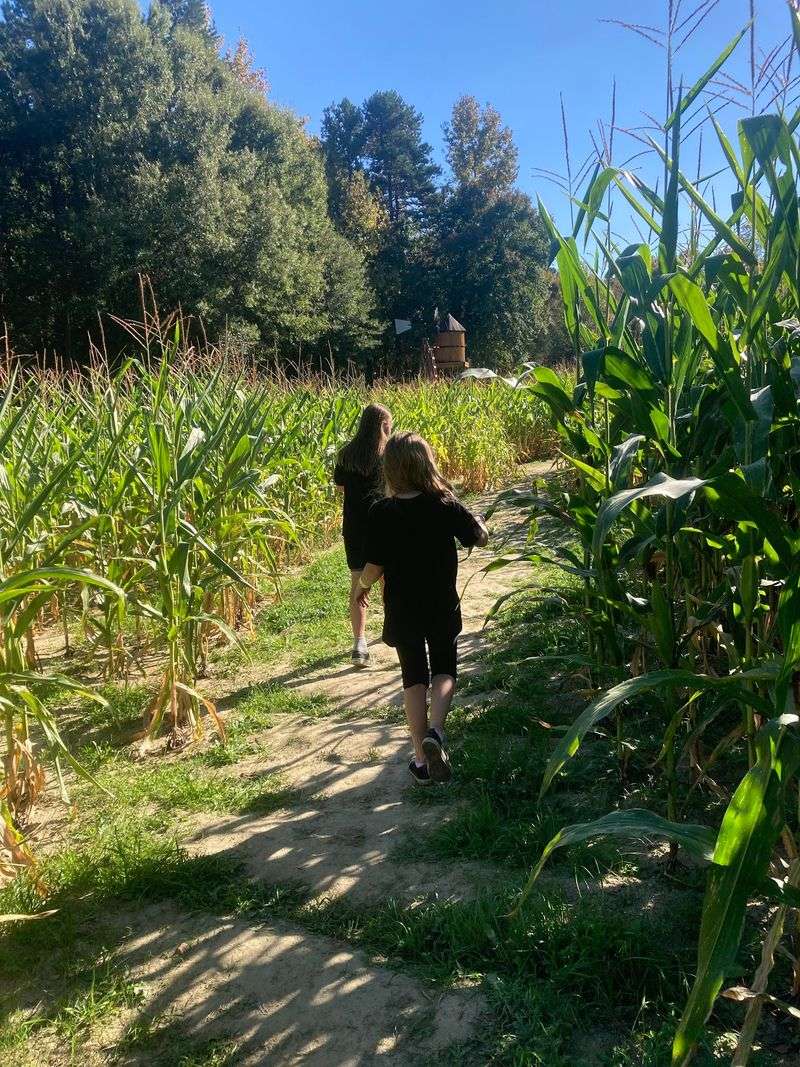 Know What To Expect Before The Maize Adventure Opens For The Season