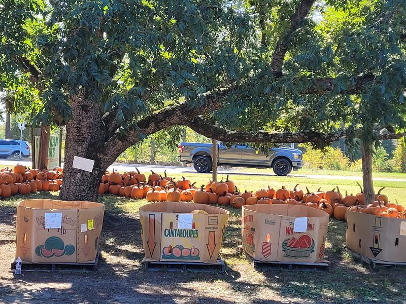 Save Room For Apple Cider Donuts And Slushies On The Weekend