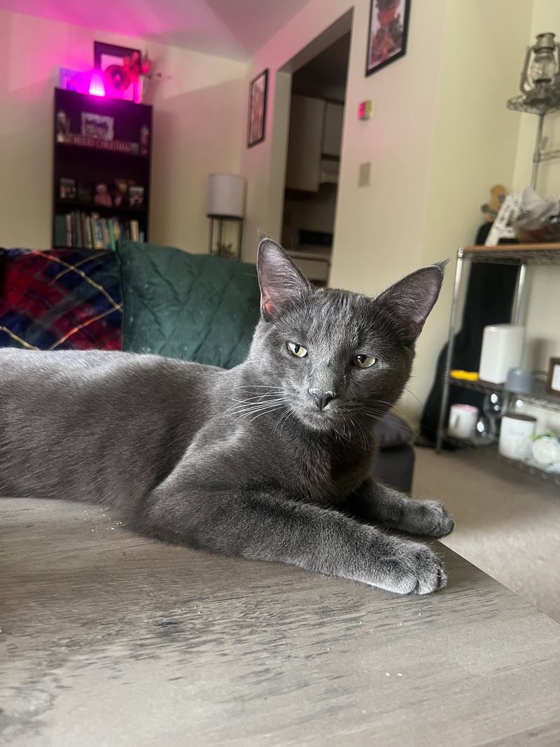 Hundreds Of Cats Benefit From The Work Each Year