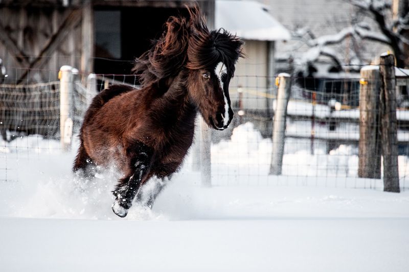 Icelandic Horses Give This Farm Its Special Character
