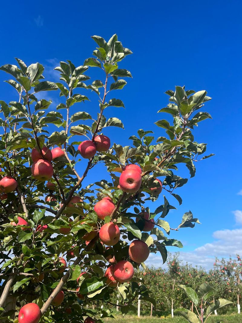 12 Of The Best Apple Orchards In North Carolina For The Perfect Fall Picking Trip - Decor Hint Perry Lowe Orchards