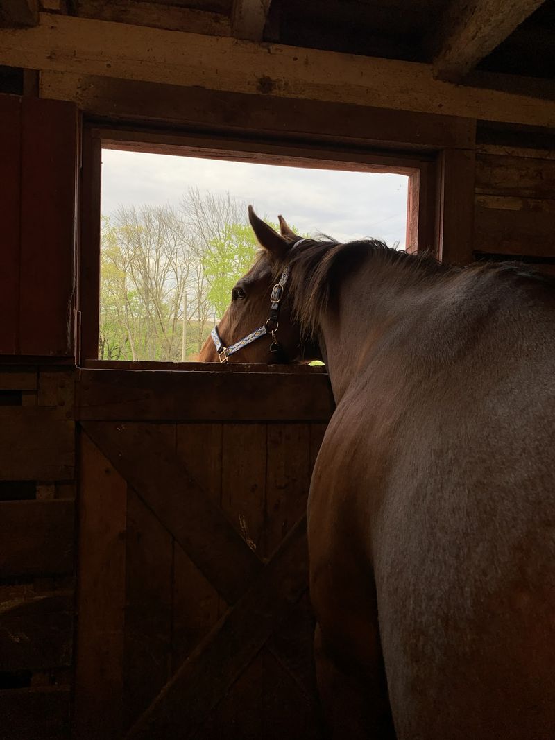 This Connecticut Farm Lets You Spend An Afternoon Grooming And Bonding With Horses - Decor Hint Grooming Offers A Hands-On Way To Connect