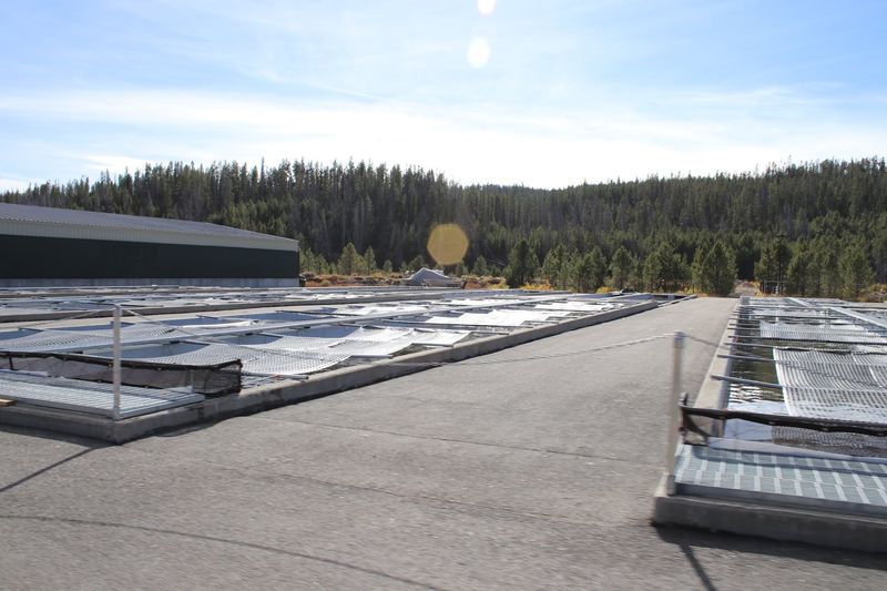 Every Fall Thousands Of Kokanee Turn Bright Red In This Idaho Creek - Decor Hint Quarters For Hungry Fingerlings