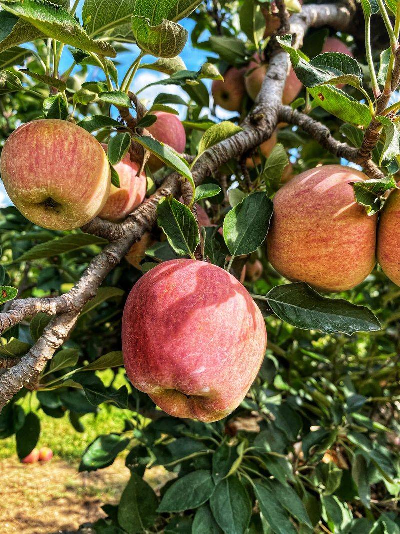 12 Of The Best Apple Orchards In North Carolina For The Perfect Fall Picking Trip - Decor Hint Carrigan Farms