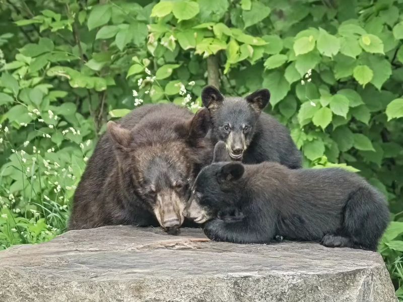 Learning From Wild Neighbors