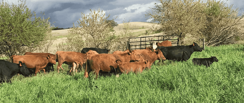 Robinson Ranch