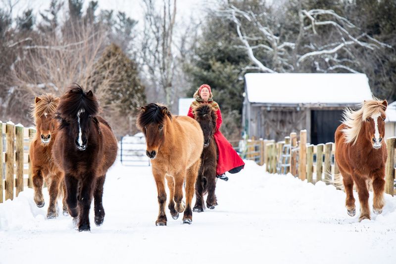 The Herd Showcases This Remarkable Nordic Breed