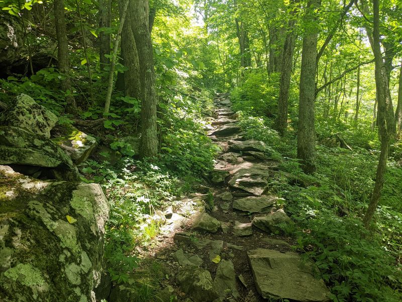 Bearfence Mountain Trail, Elkton