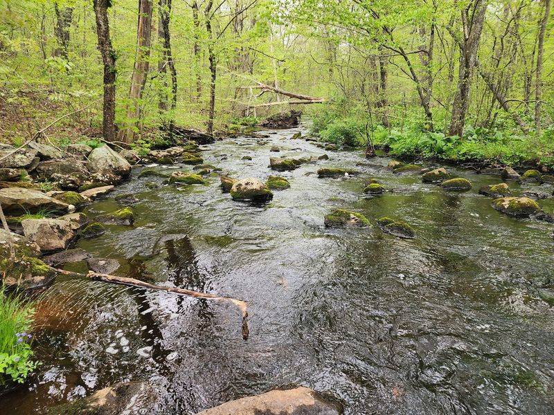 An Abandoned Mill Town Still Haunts These Woods