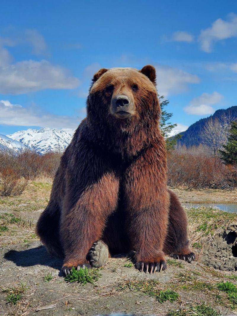 Alaska Wildlife Conservation Center, Girdwood