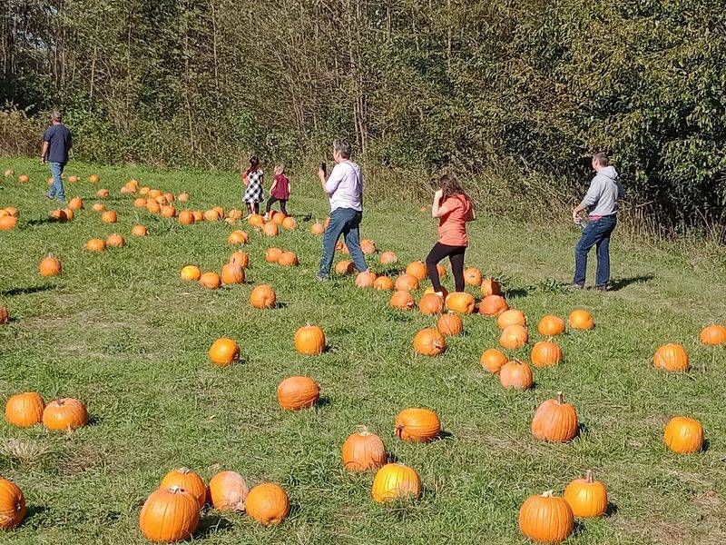 Hay Rides And A Patch Full Of Pumpkins