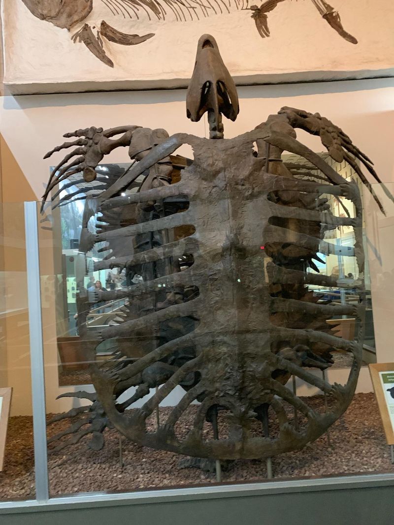 This Connecticut Museum Costs Nothing To Visit But Feels Like A Big-Ticket Attraction - Decor Hint Ancient Fossils Fill The Reimagined Galleries