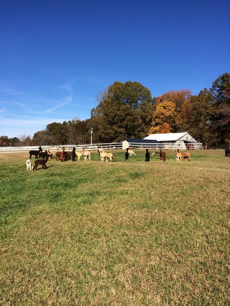 Browse The Farm Store For Goods Made From Alpaca Fiber