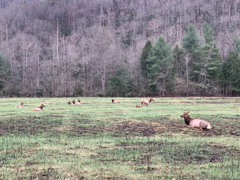Time Your Visit For The Best Chance Of Seeing The Herd
