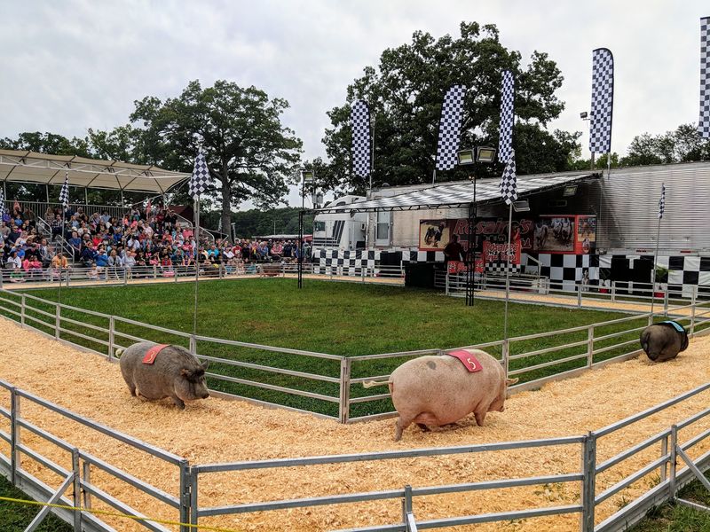 Racing Pigs Bring Plenty Of Laughs