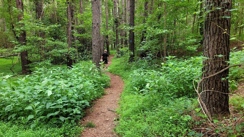 Rich Wildlife Including Deer, Birds, Turtles, And More