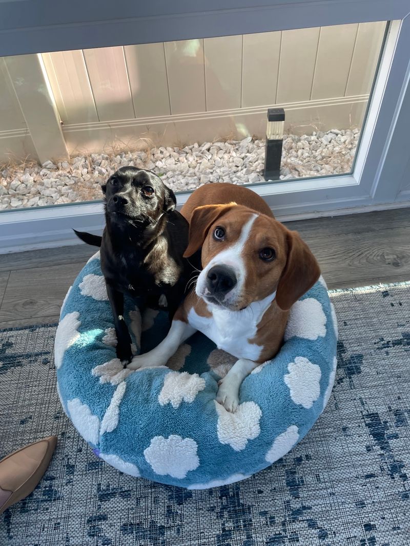 Weekend Sleepovers Let Some Dogs Trade The Rescue For A Temporary Home