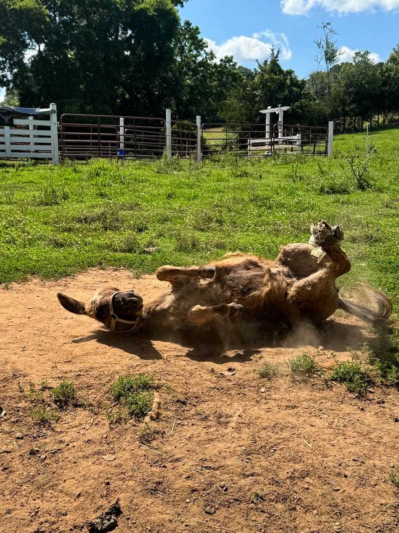 From Dairy Barn To Fluffy Retreat