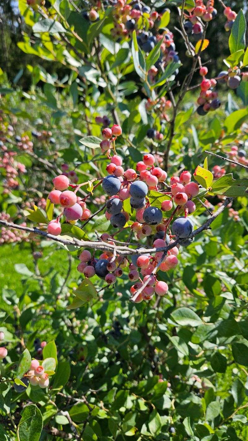 Kent's Blueberry Farm on Thomas Mill Road