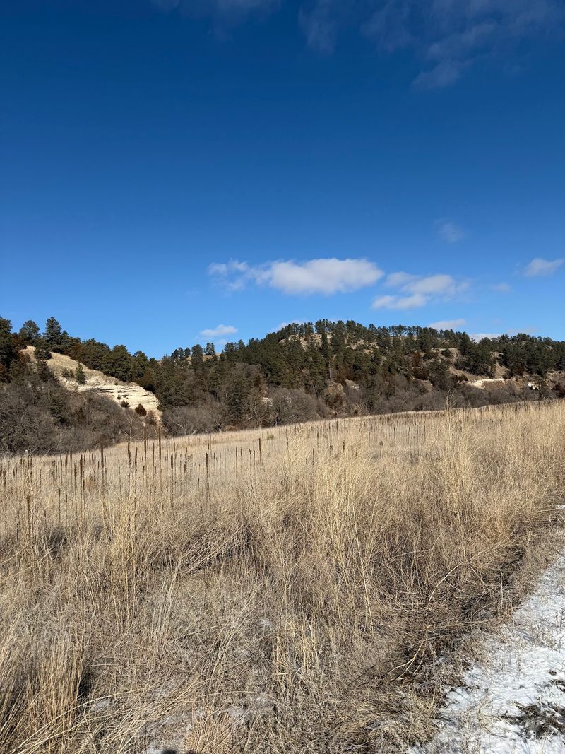 Bison, Elk, and Other Refuge Residents