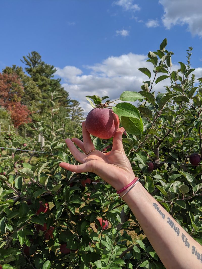 Pick-Your-Own Season Brings Families Back
