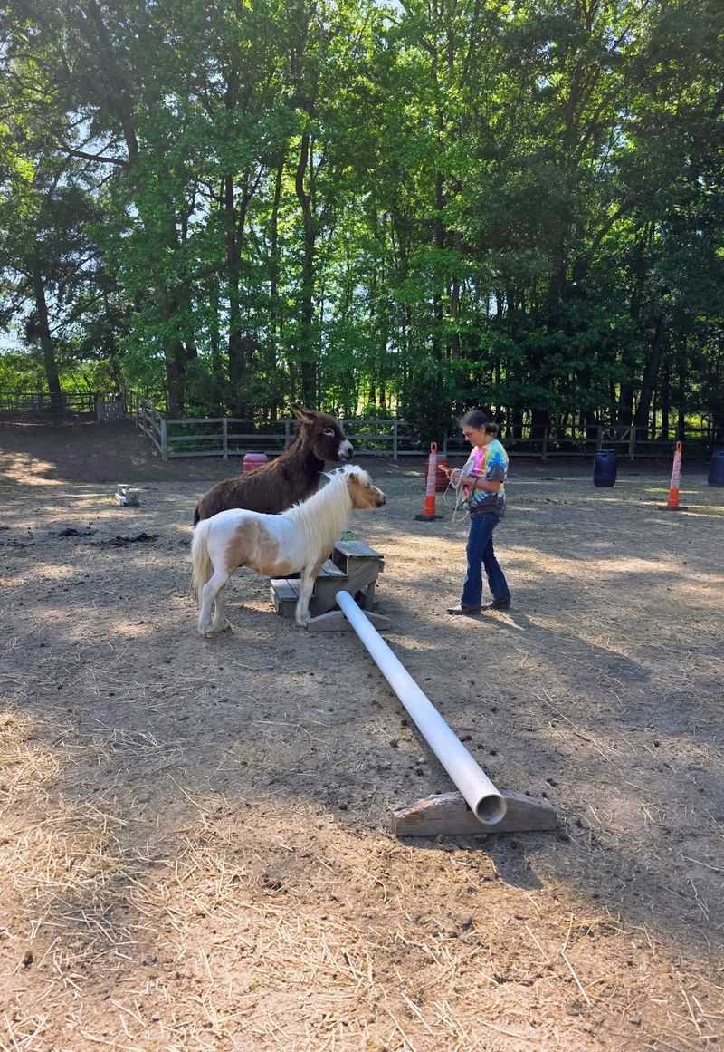Pony Rides Let Younger Visitors Get Even Closer To The Herd