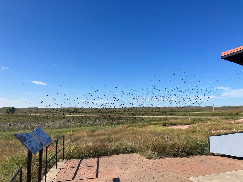 Ducks by the Thousands on the Central Flyway