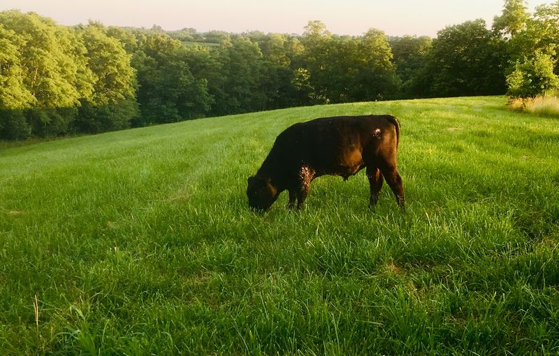 Bush Farms Grass Fed Beef