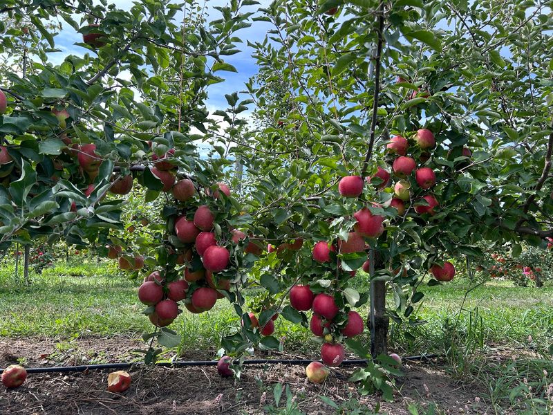 Fall Harvests Keep The Selection Constantly Changing