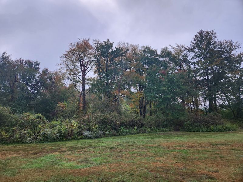 This North Carolina Mountain Park Comes Alive With Migrating Songbirds Every September - Decor Hint Keep Looking Up Because Thrushes And Vireos Join The Migration Rush Too