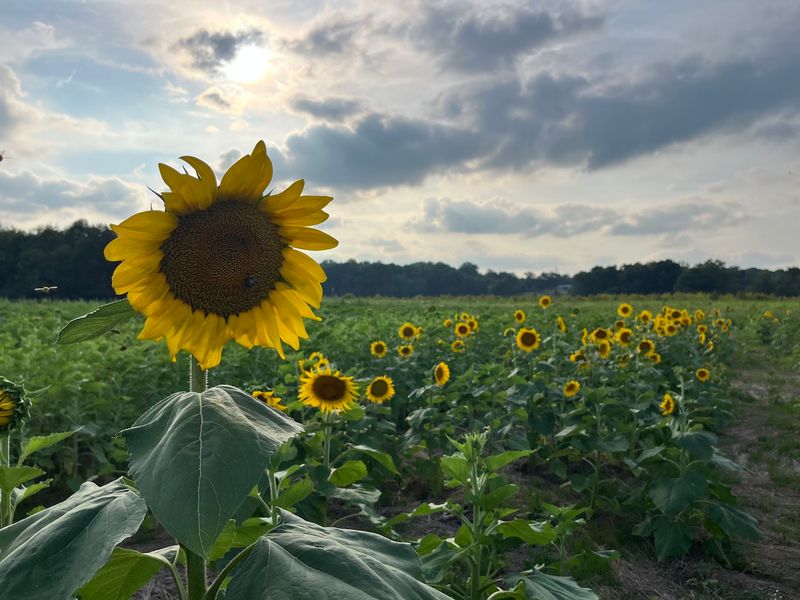 This Massive North Carolina Sunflower Wonderland Is A Must-Visit For Families Before Summer Ends - Decor Hint One Last Farm Day Can Feel Like The Perfect Goodbye To Summer